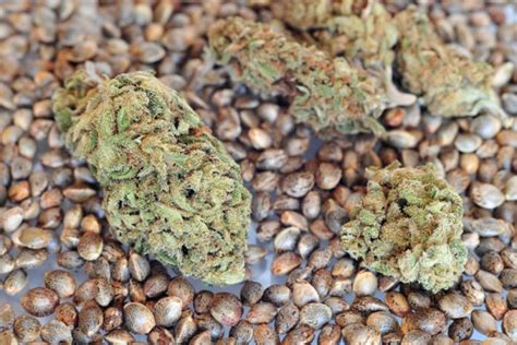 5 Of The Best Cbd Seeds And Where To Find Them