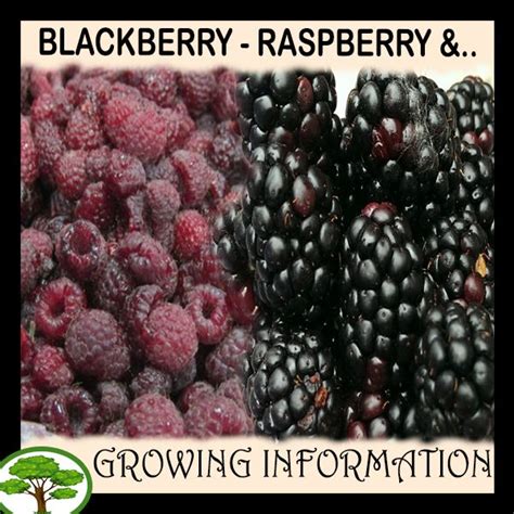 'anah kruschke' as the seed parent, and r. Blackberry plant - How to grow & care | Growing ...