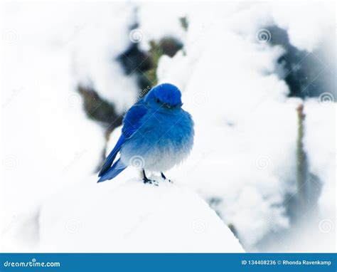 Little Angry Blue Bird Sitting In The Snow Stock Photo Image Of Color