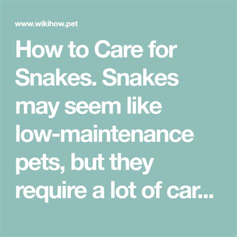 Care for Snakes in 2020 | Low maintenance pets, Pet snake ...