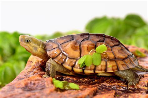 Baby Asian Yellow Pond Turtle Reptiles Home Mall