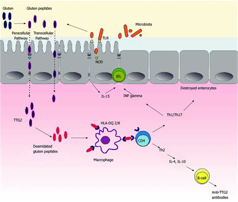 Schematic Illustration Of Celiac Disease Pathogenesis Microbiota