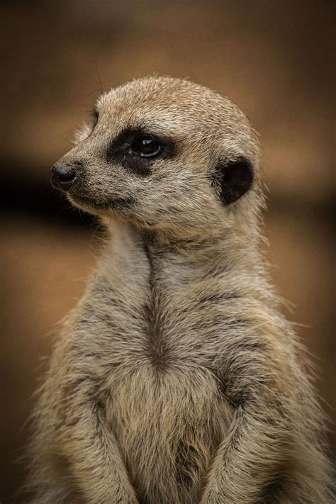 Meerkat Zoo Animal Mammal Charming Curious Africa Attention