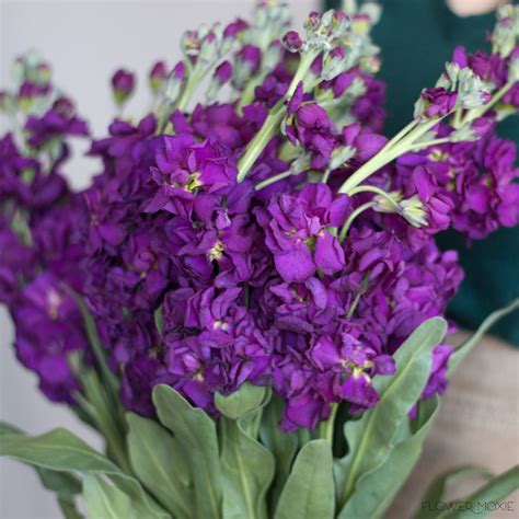 Dark Purple Stock Flower Bulk Diy Weddings Flower Moxie