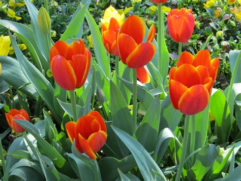 Free Images Flower Floral Tulip Red Color Macro Fresh Blooming