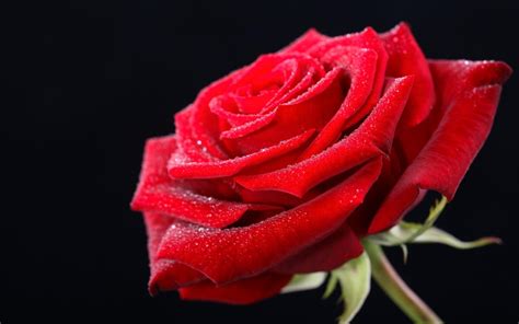 A collection of the top 58 3d wallpapers and backgrounds available for download for free. Happy Rose Day Images, Pictures & Wallpapers 2020 HD