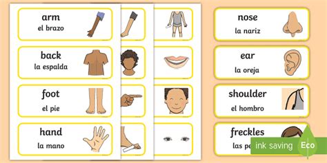 Body Parts In Spanish List