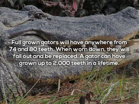 Terrifying Facts About Alligators 17 Pics