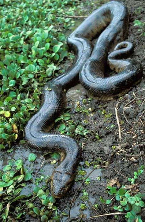 Anaconda Anaconda Snake Giant Snake Snake