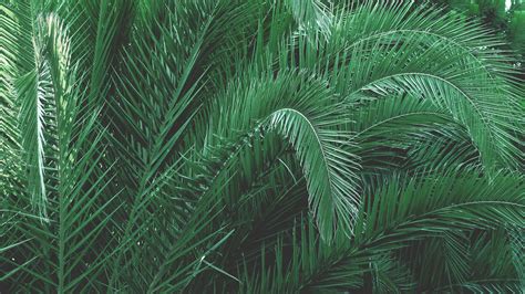 Movie background presentation premium google slides theme and powerpoint template. Green Plants · Free Stock Photo
