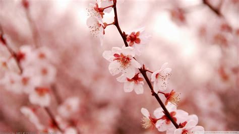 Japanese Cherry Blossom Wallpaper 71 Images