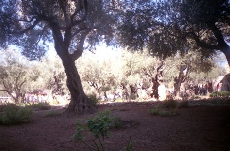 Dsc0013 Garden Of Gethsemane The Garden Of Gethsemane Is O Flickr