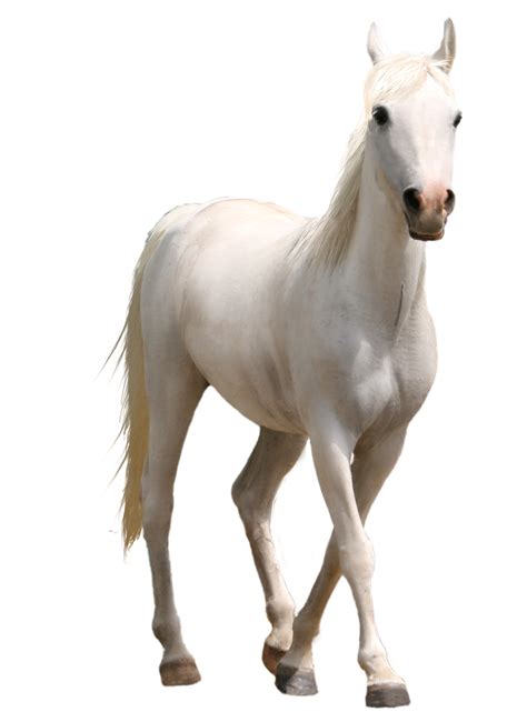 White Horse Png Horse Png Horse Clipart Transparent Horses White Horse