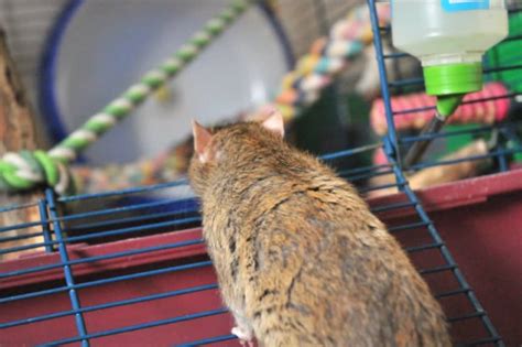 High to low nearest first. Signs Your Pet Rat Is Sick Or Dying: Spot Them In Time ...