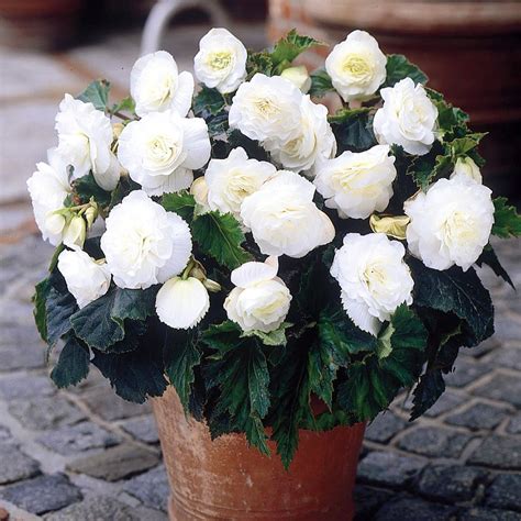 Fragrant Double White Begonia Odorosa 2 Bulbs The First Truly Fragrant