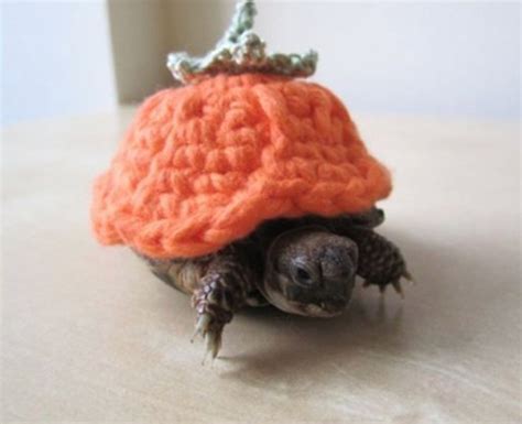 Hes Going Dressed As A Pumpkin Cute Tortoise Cute Turtles Turtle