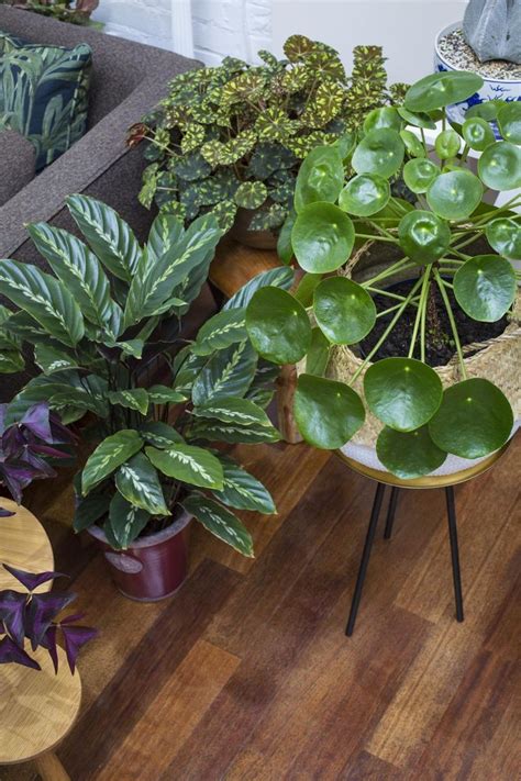 By taking good care of them, they prayer plant, also known as calathea and maranta, have distinctive patterns on their leaves which is one. Jamie's Jungle: At Home with Houseplants in London ...