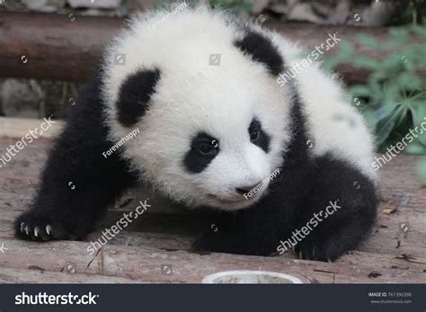 Little Panda Cub Crawling On Playground Stock Photo 761396398