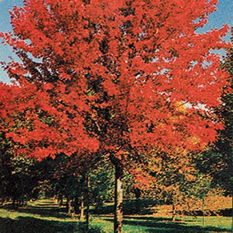 Autumn Blaze Maple Maple Jw Jung Seed Company