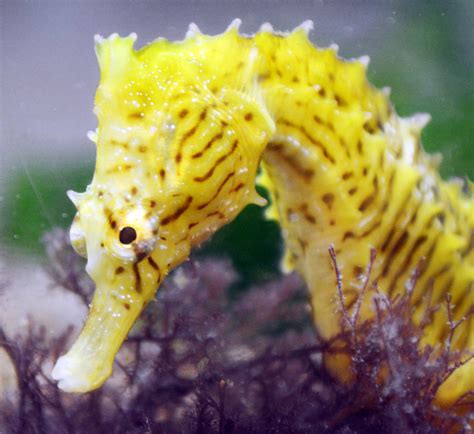 The Seahorses Odd Shape Makes It A Weapon Of Stealth Science