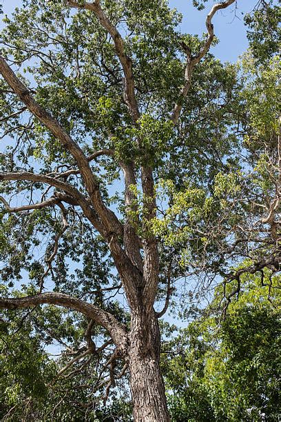 árbol De Caoba Fotos Banco De Fotos E Imágenes De Stock Istock