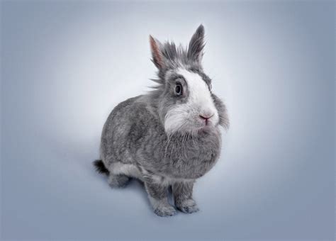 Rabbit Portrait 5k Hd Animals 4k Wallpapers Images Backgrounds