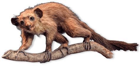 Mammals | AMNH