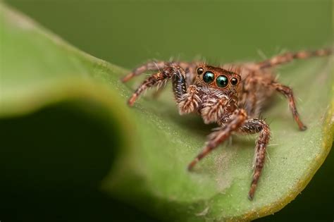 Jumping Spider Facts That Are Too Cute To Miss Facts Net