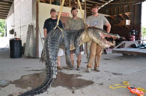 Mississippi Hunters Caught The States Heaviest Alligator Ever