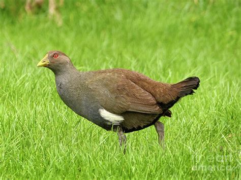 Tasmanian Native Hen Tasmania 1 Photograph By Teresa A And Preston S