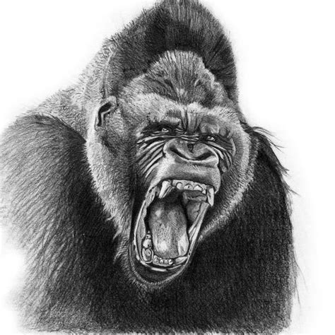 Gorilla Drawing Hacfantasy