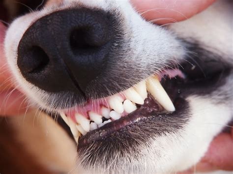 Can A Dog Die From A Tooth Abscess