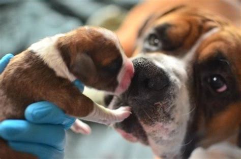Boxer Puppies Dog Photos Dog Breed Information Doglers