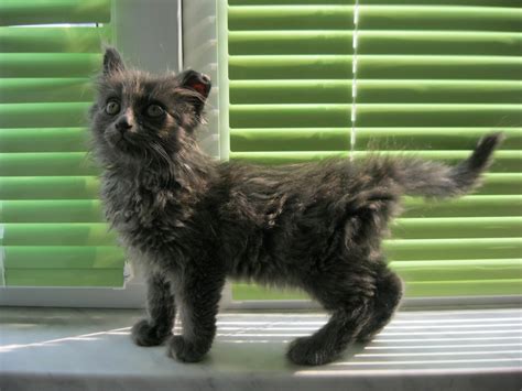 Free Images Animal Looking Pet Fur Young Kitten Feline Gray
