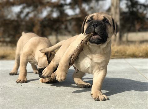 Lees Bullmastiffs Bullmastiff Puppies Akc