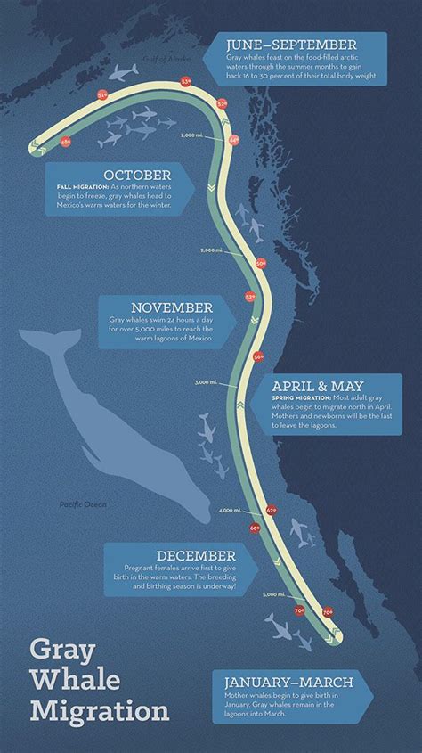 Pin By David Ohlberg On Cool 1 Whale Migration Marine Biology