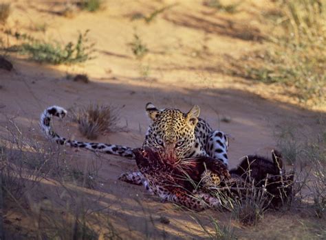 119 Leopard Kills Honey Badger Color Kgalagadi Transfrontier Park