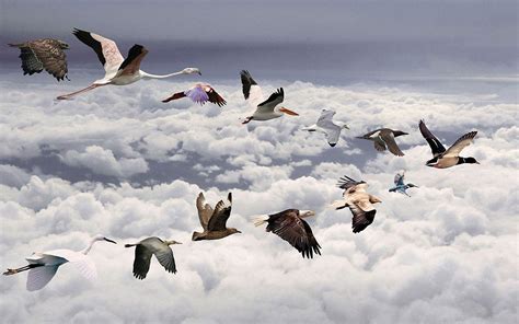 Migratory Birds Wallpapers Wallpaper Cave