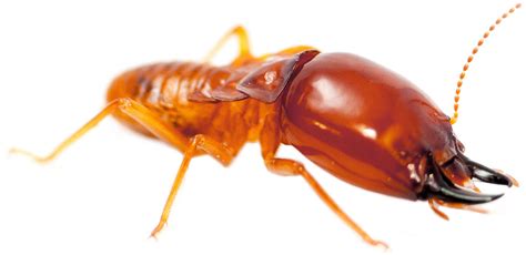 Invasive pest, common nuisance pest in most community environments. Residential Termite Solutions - Boom Pest Control