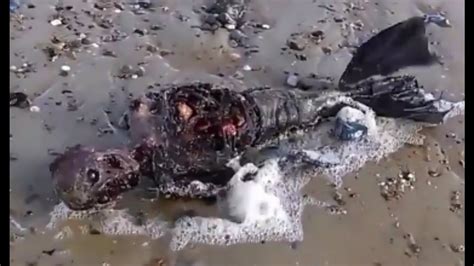 A Mysterious Mermaid Washed Up At Great Yarmouth England Youtube