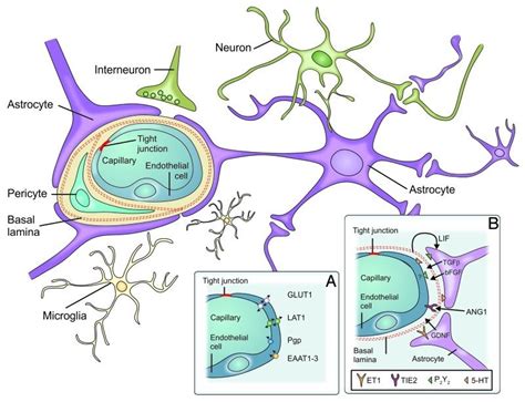 Components Of The Blood Brain Barrier The Blood Brain Barrier Consists