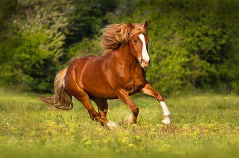 How Fast Can a Horse Run? (Including 13 Horse Breeds Facts) - Family ...