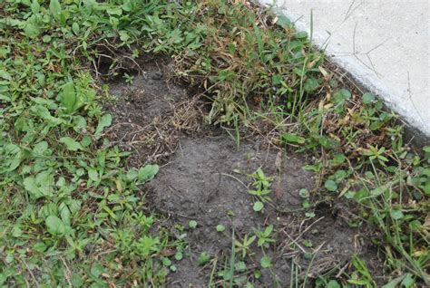 Lawn Damage Holes Dug In Yard Animal Control Solutions