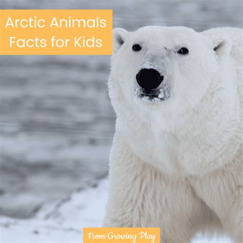 Arctic Animals Facts For Kids Growing Play