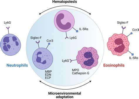 Aside From Terminally Differentiated Mature Eosinophils And Neutrophils Download Scientific