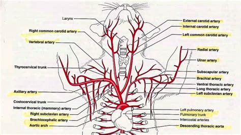 Cat Veins And Arteries Diagram