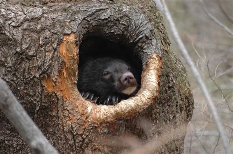 Saving Wild Asiatic Black Bears In Korea Iucn
