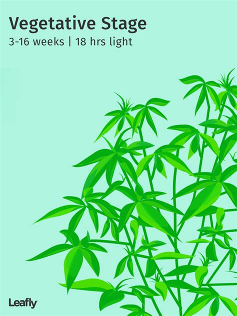 Stages Of The Cannabis Plant Growth Cycle In Pictures Mj Pureplay Index