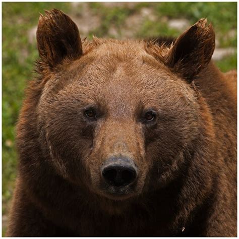 Why Does The Bear Have Wet Ears Bear Pictures Zoo Animals Cute