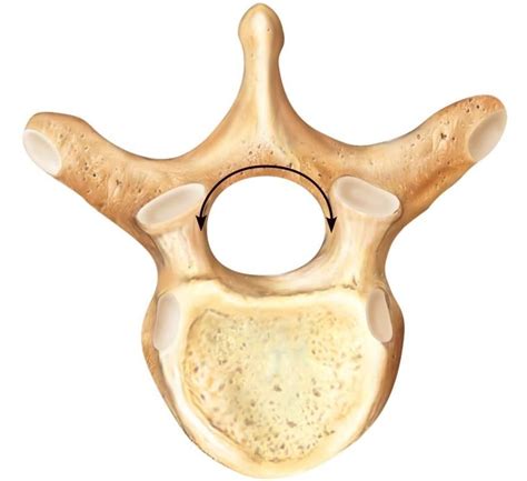 Spine Anatomy Bone Fit™